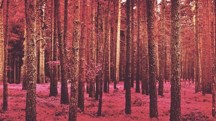 Amy Rathbone’s Exciting Collaboration with Mendocino Forestland: A Journey of Stewardship and Connection