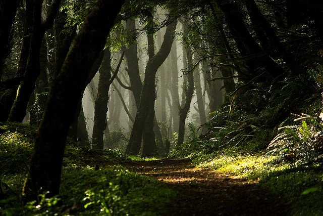 Why Trees Are Our Oxygen Heroes