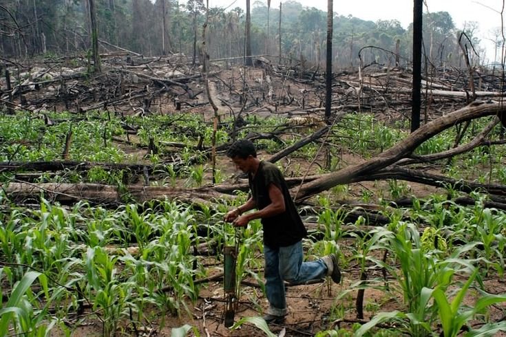 Four Indigenous Territories Officially Recognized in Brazil: A Victory for Land Rights and Conservation