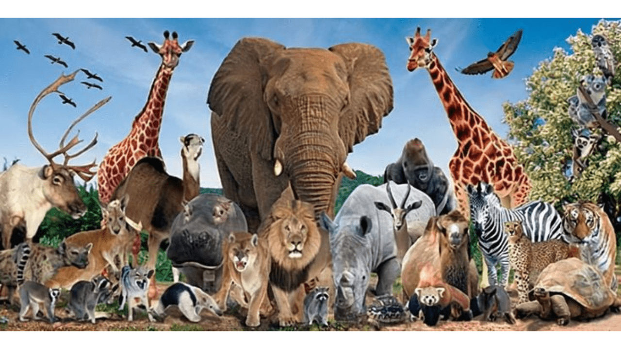 Four Wildlife Species That Rely on Forest Ecosystems